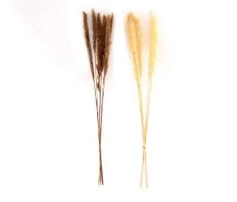 6 Stems Pampas Grass 80cm