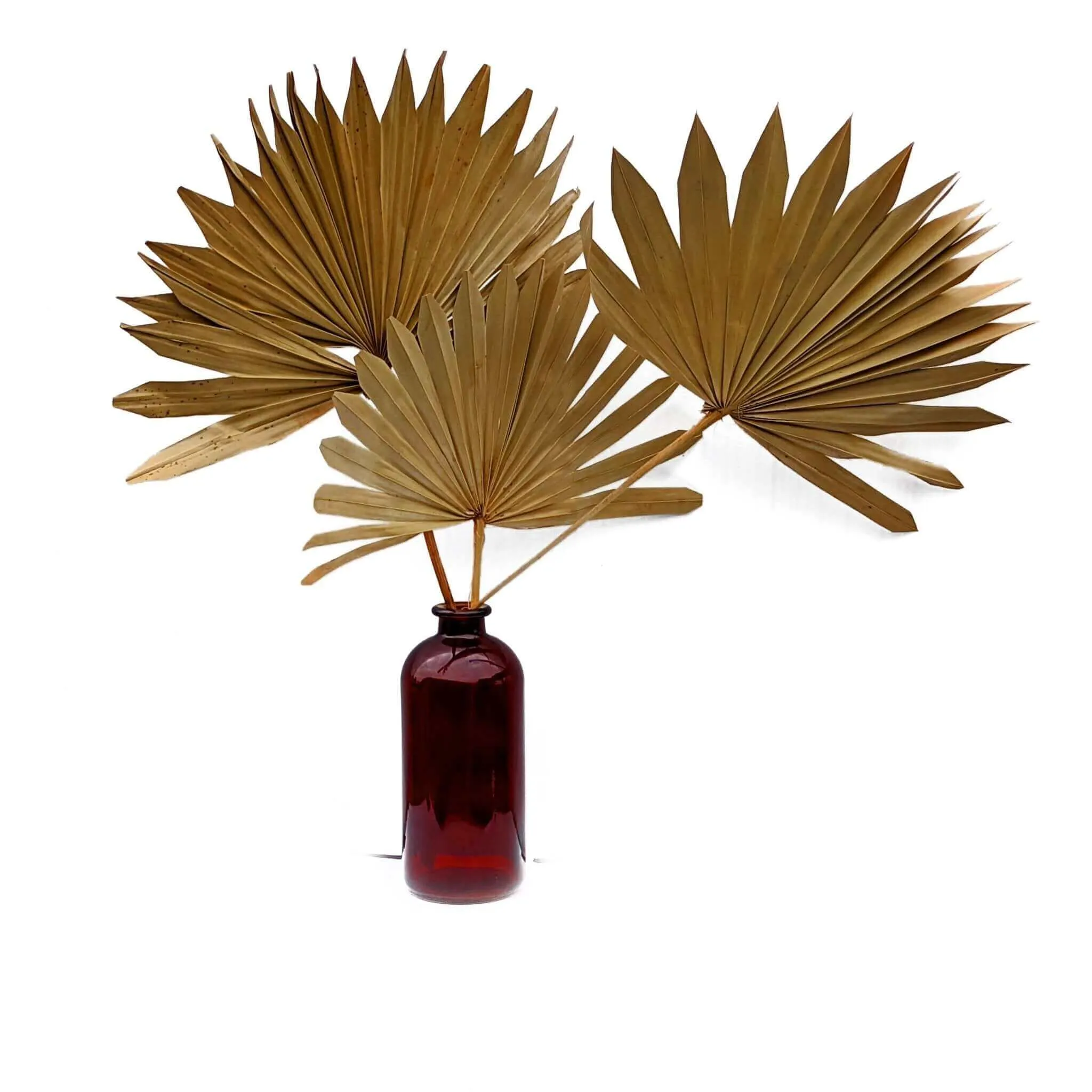 Natural Sun Spear Dried Leaves - Set of 3