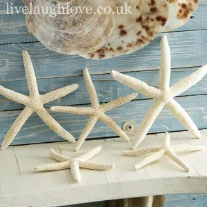 Set Of 5 Decorative Natural Starfish