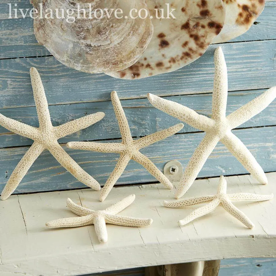 Set Of 5 Decorative Natural Starfish
