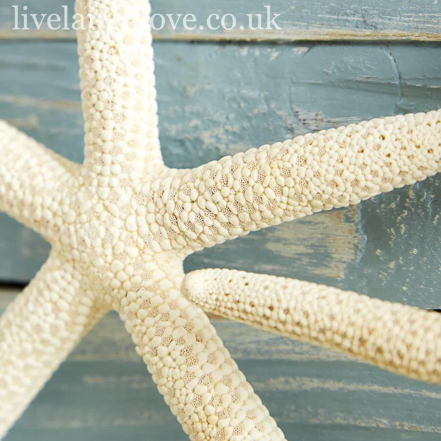 Set Of 5 Decorative Natural Starfish